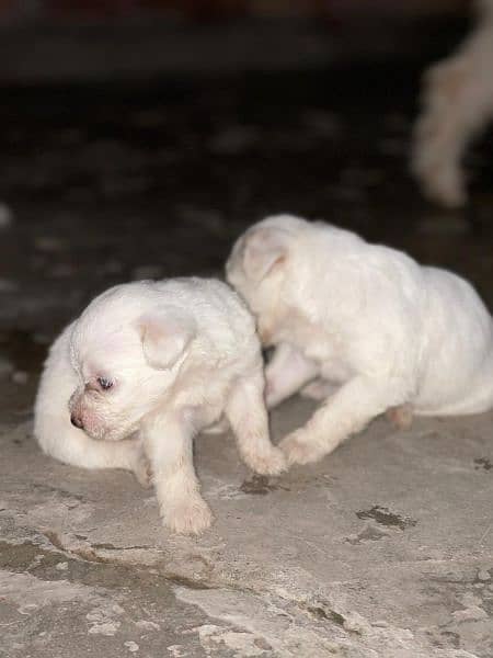 poodle puppies 4