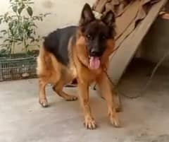 gsd long coat female top quality for sale