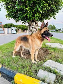 German shepherd extreme quality female