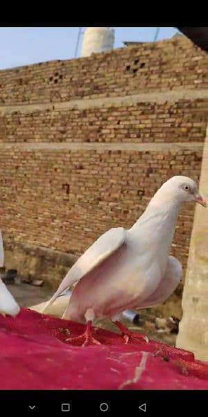 kaboter kaboter Pigeon kaboter 2