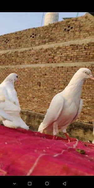 kaboter kaboter Pigeon kaboter 4