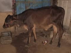 vilayati bachra bull 12 month ka huwa he