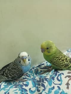 Hand tamed austrailian parrot pair