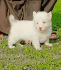 RUSSIAN DOG FEMALE PUPPIE FOR SALE IN MULTAN