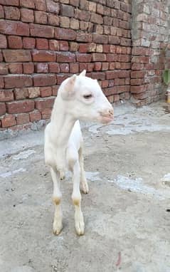 Teda gulabi white Bakra/goat/male/03104750065 Whatsapp msg krain