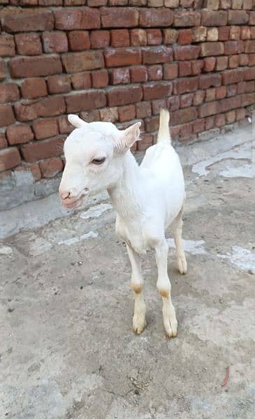 Teda gulabi white Bakra/goat/male/03104750065 Whatsapp msg krain 1