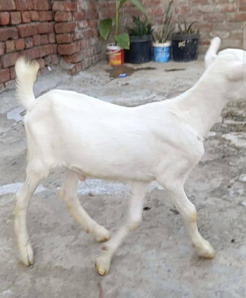 Teda gulabi white Bakra/goat/male/03104750065 Whatsapp msg krain 2