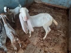 gulabi bakri for sell