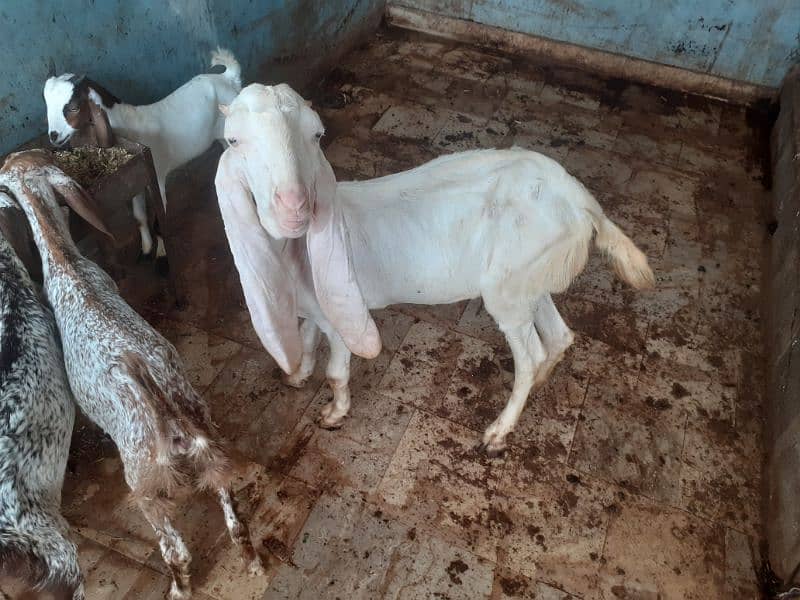 gulabi bakri for sell 0