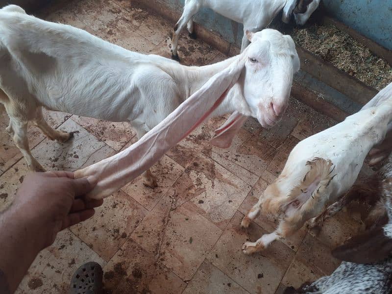 gulabi bakri for sell 1