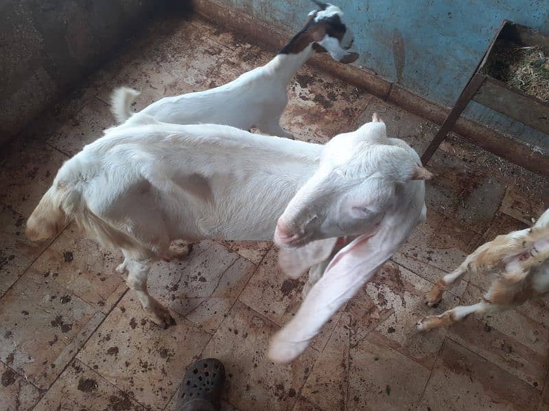 gulabi bakri for sell 2