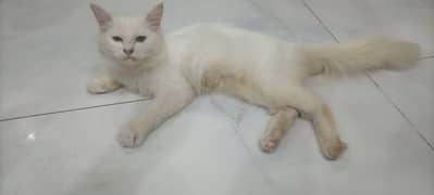 Persian cat age 6 months