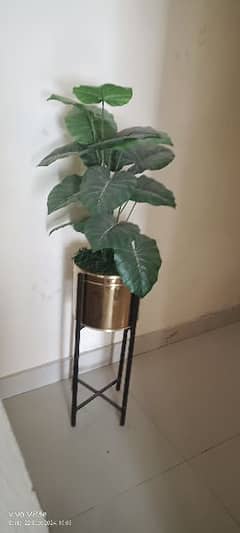 decor vase plant