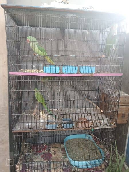 3 portion Cage good condition 03168597545 1