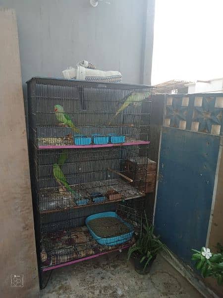 3 portion Cage good condition 03168597545 2