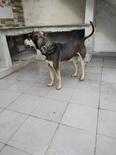 indian cross breed male dog