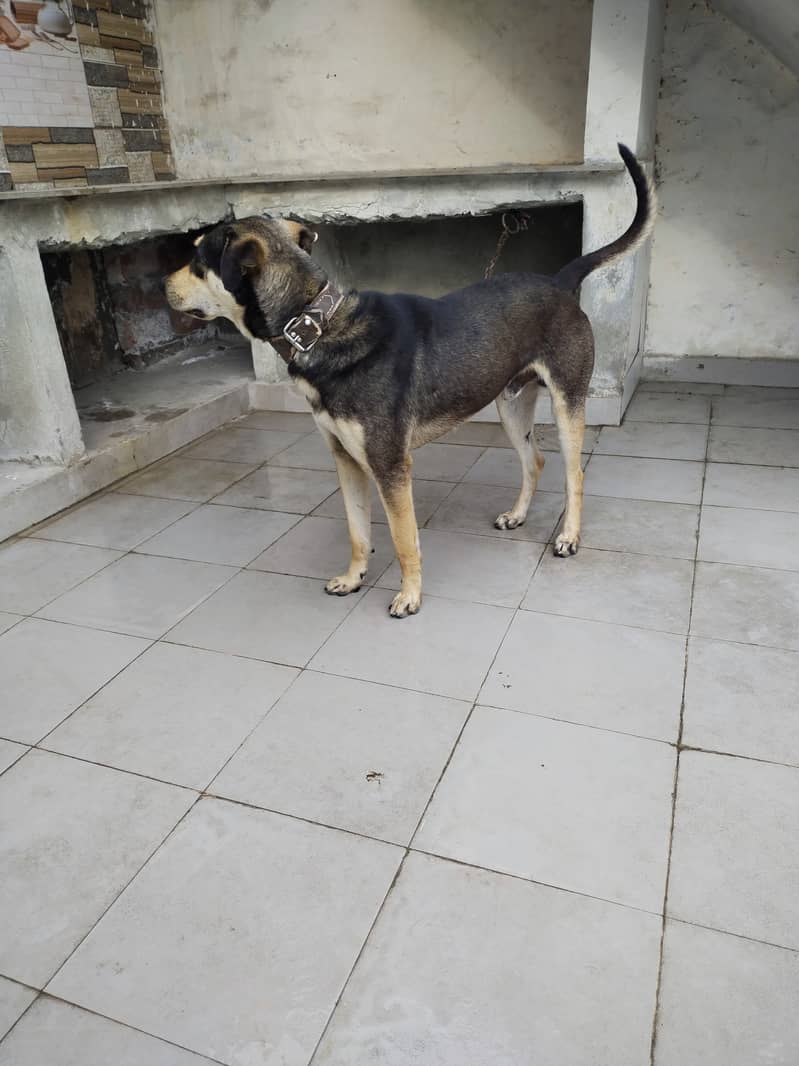 indian cross breed male dog 0