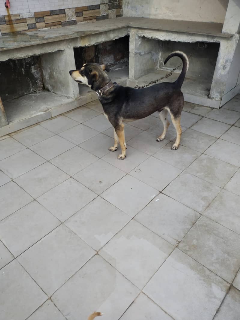 indian cross breed male dog 1