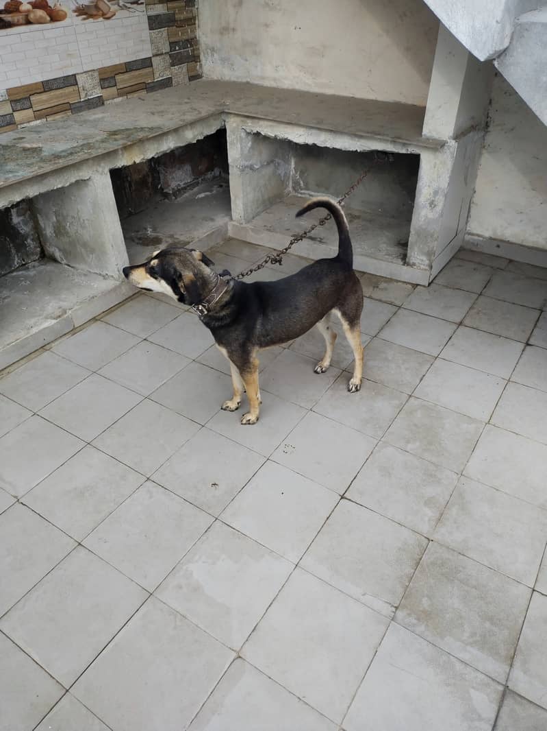 indian cross breed male dog 2