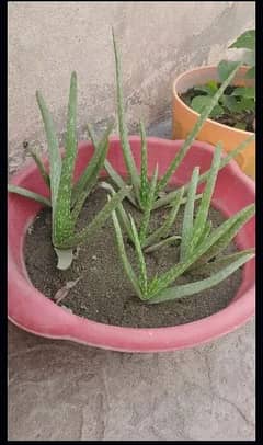 aloe Vera