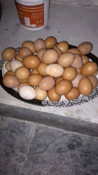 fresh desi organic eggs & chiken 1