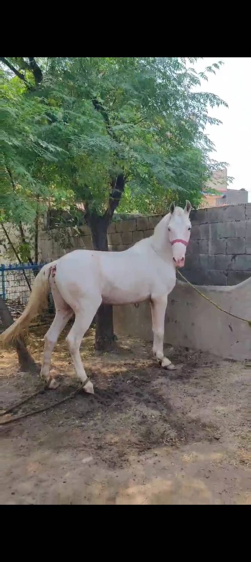 Dasi nukra ghora /dasi mushki ghori / white horse / mushki horse 4