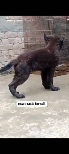 #blackshepard#longcoat#sale#urgent