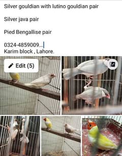 silver , lutino gouldian pair silver java pair bengallise finch pair