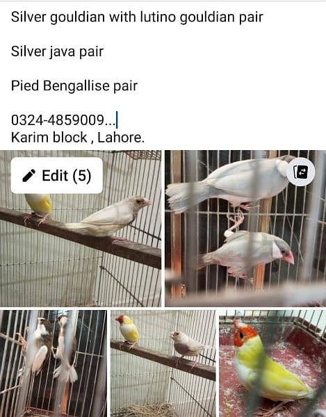 silver , lutino gouldian pair silver java pair bengallise finch pair 0