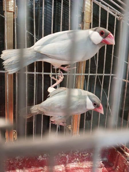 silver , lutino gouldian pair silver java pair bengallise finch pair 2