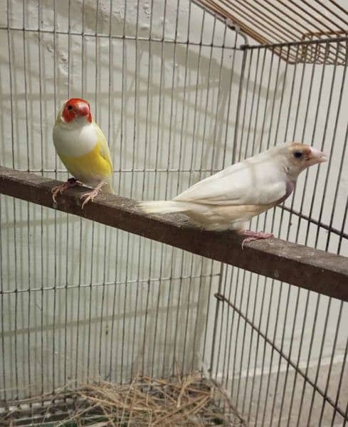 silver , lutino gouldian pair silver java pair bengallise finch pair 3