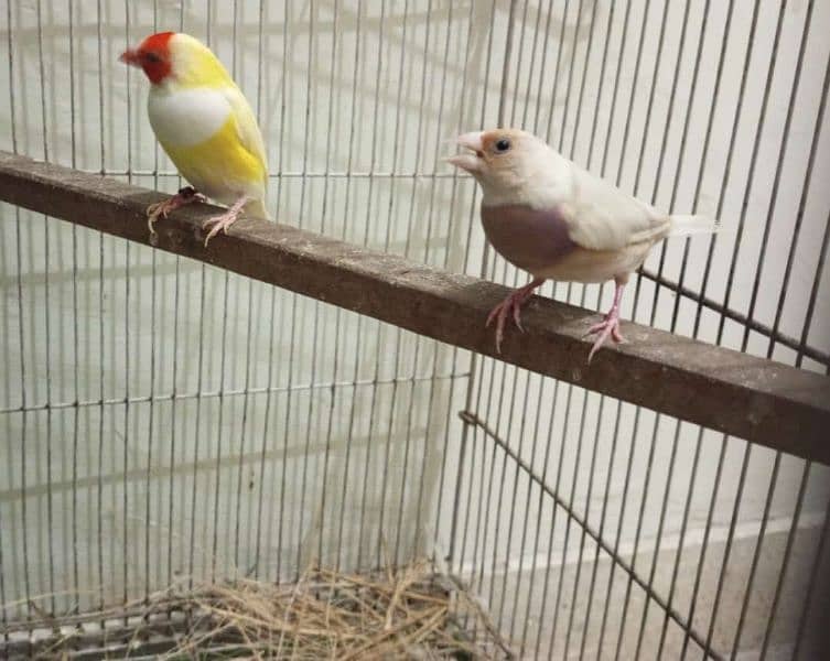 silver , lutino gouldian pair silver java pair bengallise finch pair 4