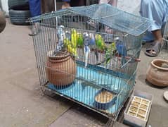 parrot for sale series costumers contact me 0