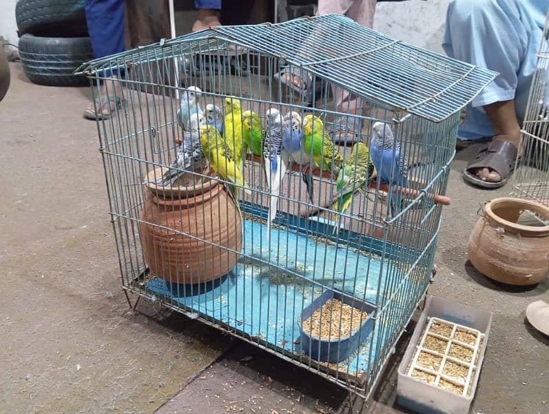 parrot for sale series costumers contact me 1