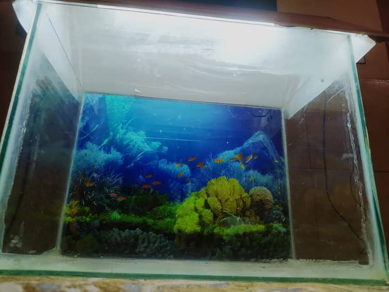 Fish Aquarium 3