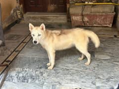 Siberian husky female pregnant pedigree male Pedigree