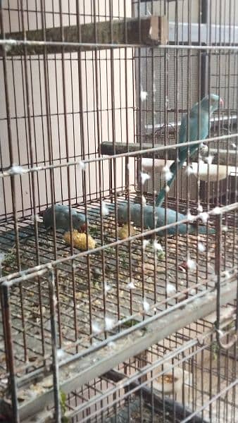 Blue Ringneck Parrots (6 - 12 months ) For Sale - DNA Tested! 5