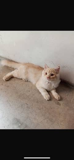 3 months age male cat 0