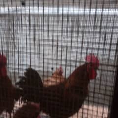 Rooster for sell