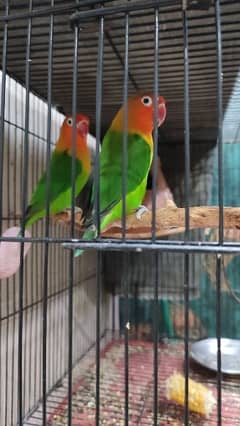 Green Fisher – Healthy Lovebirds For Sale