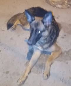 German Shepherd female available for sale single coat  active playfull