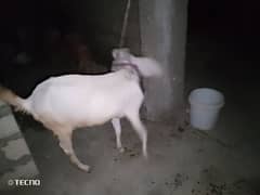 Gulabi bakri Khali h abhe