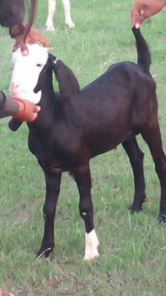 black chmaba bakra