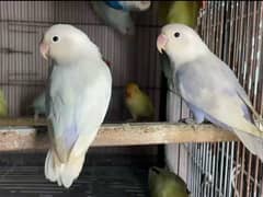 Cremino/Blue pastel/lutino personata/Albino/love bird/parblue Opaline