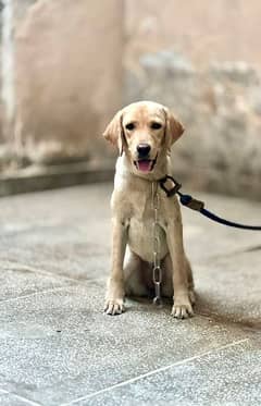 Labrador best Quality puppy pedigree parents