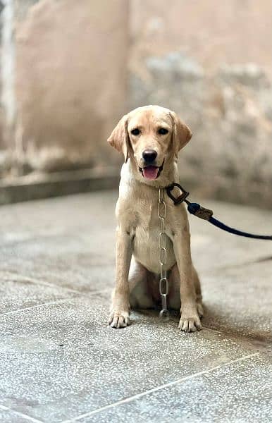 Labrador best Quality puppy pedigree parents 0