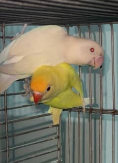 albino red eyes blue 2 X decino breeder pair