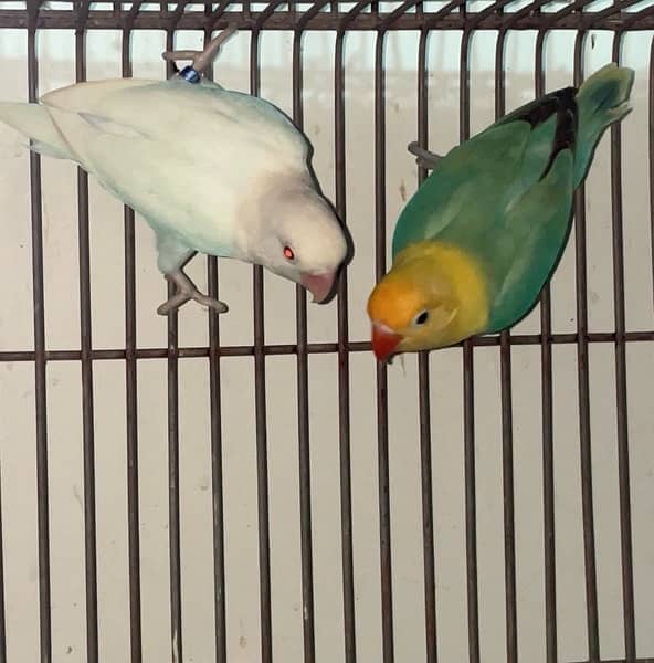 albino red eyes blue 2 X decino breeder pair 1