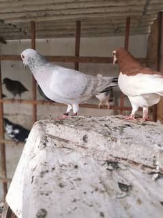 chitta lalband Kasni Male pigeon Kabutar kabotar  kabootar 0