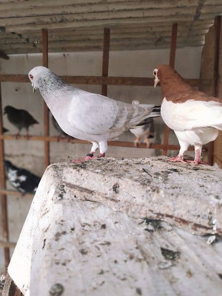 chitta lalband Kasni Male pigeon Kabutar kabotar  kabootar 0